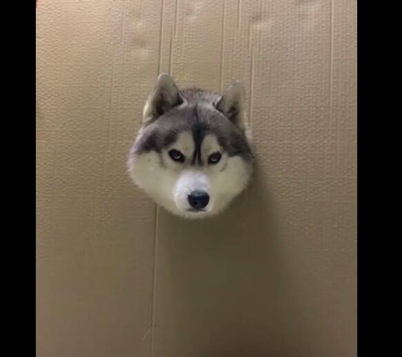 爷爷把狗头卡在纸箱,二哈满脸无辜,眼神看起来特可怜!