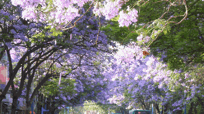 四月起，这座城市变身紫色花海......