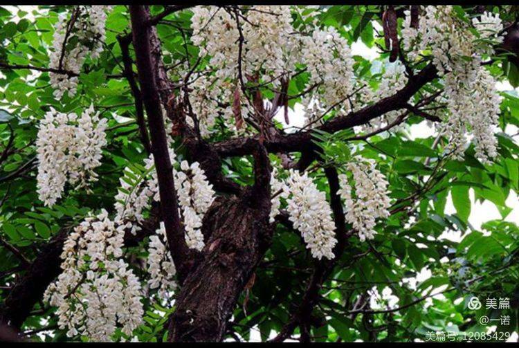 念想老屋母亲树