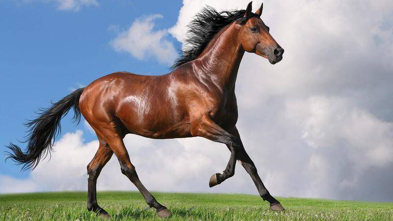 汉武帝为了一匹马发兵征讨四千公里外的大宛国