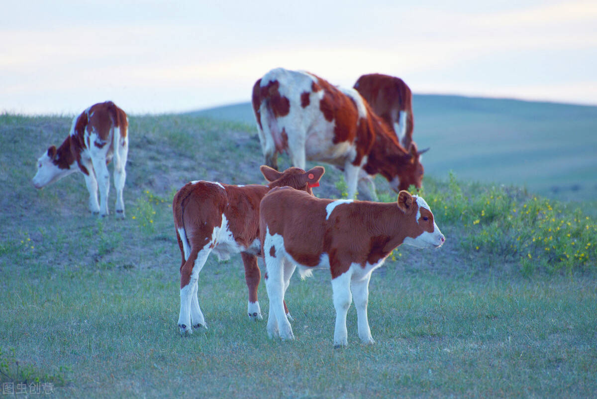 全国活牛价格行情已更新_公牛