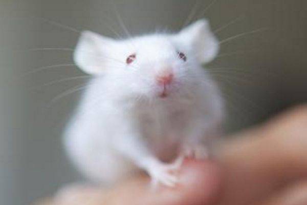 鼠什么时候破月 cfdb0b0acd1b47c49f8e742f3008809d.jpeg