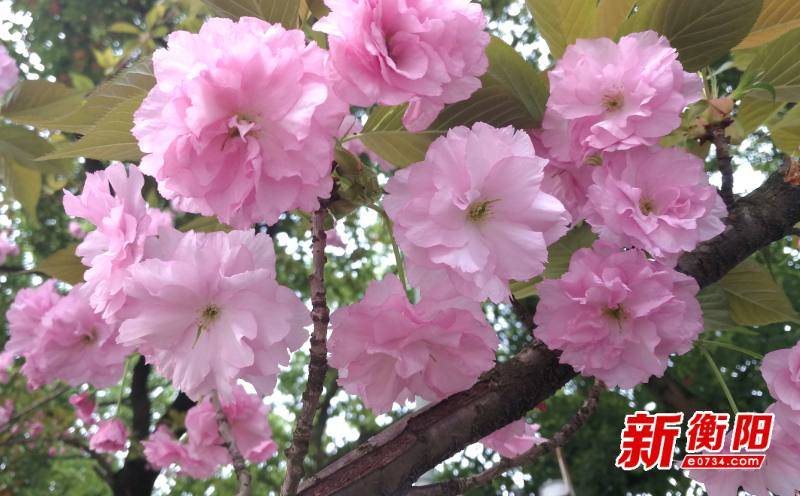 清明时节”晚樱”盛开 衡阳湘江南路风光带可赏满城春色