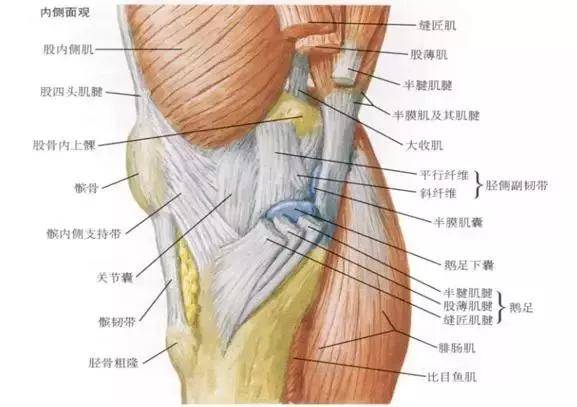 膝盖内侧痛不要只考虑韧带和肌肉损伤这个原因最容易被忽视