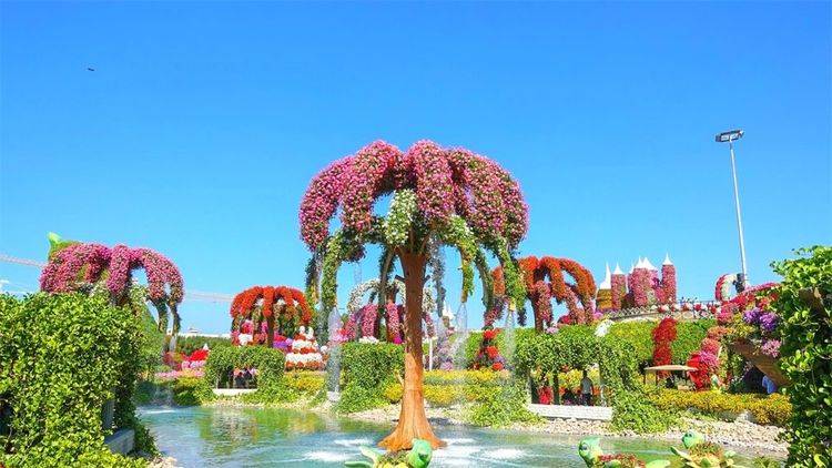 迪拜进口4500万株鲜花，将110亩沙漠，打造成世界最大花园