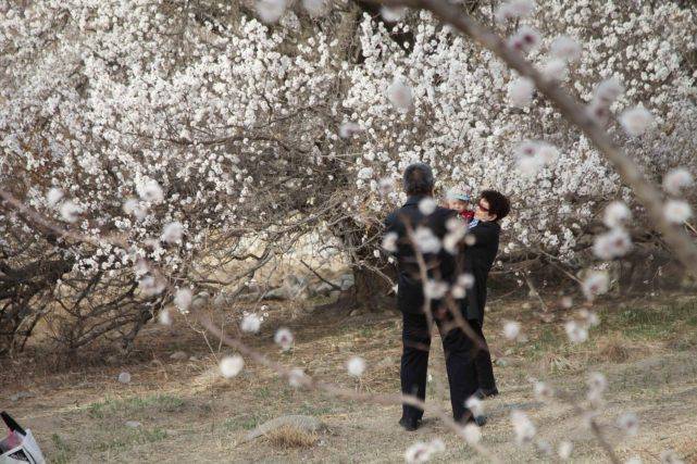 新疆哈密：花开清明时，踏春杏花节