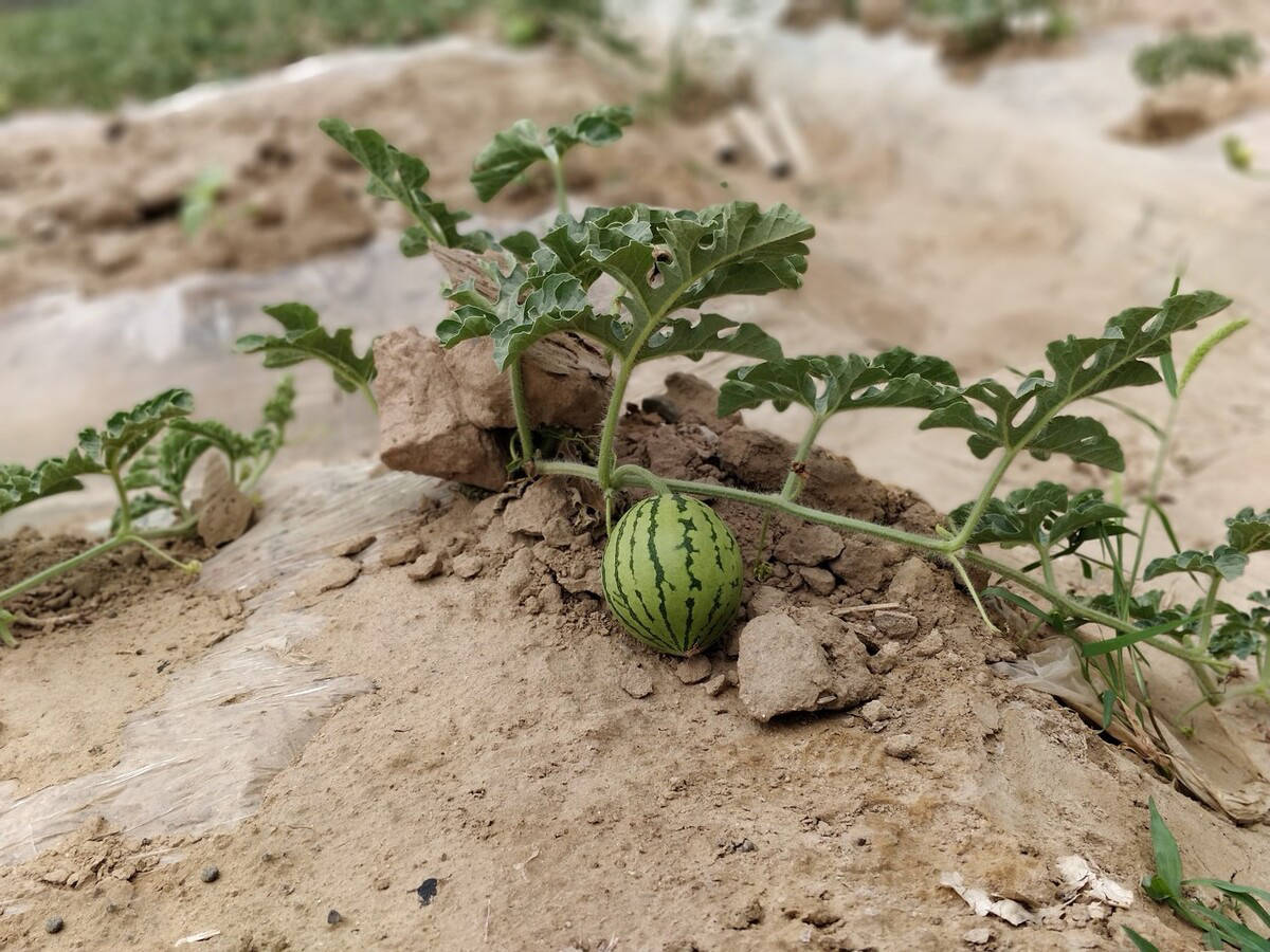 非洲荒漠里的西瓜饥不择食会致死被人驯服后传播至世界各地