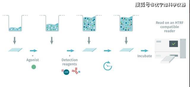 优宁维发布|camp检测试剂盒—htrf均相免洗技术,向elisa说再见!