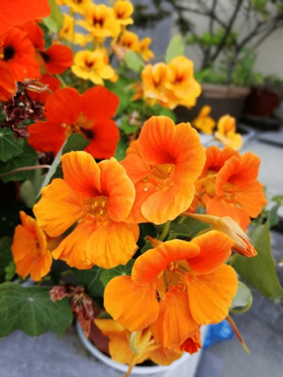 旱金莲的养护要点