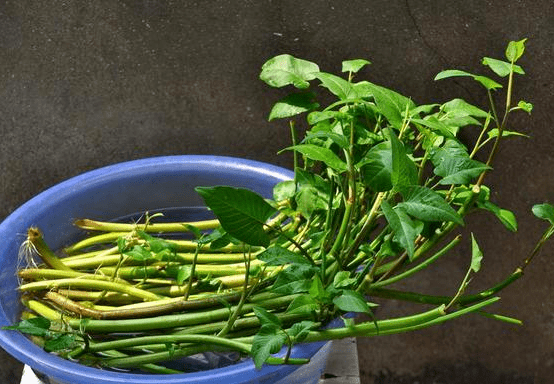 原创俗称抽筋菜1年能采收十几次亩产达16000斤水陆都能种