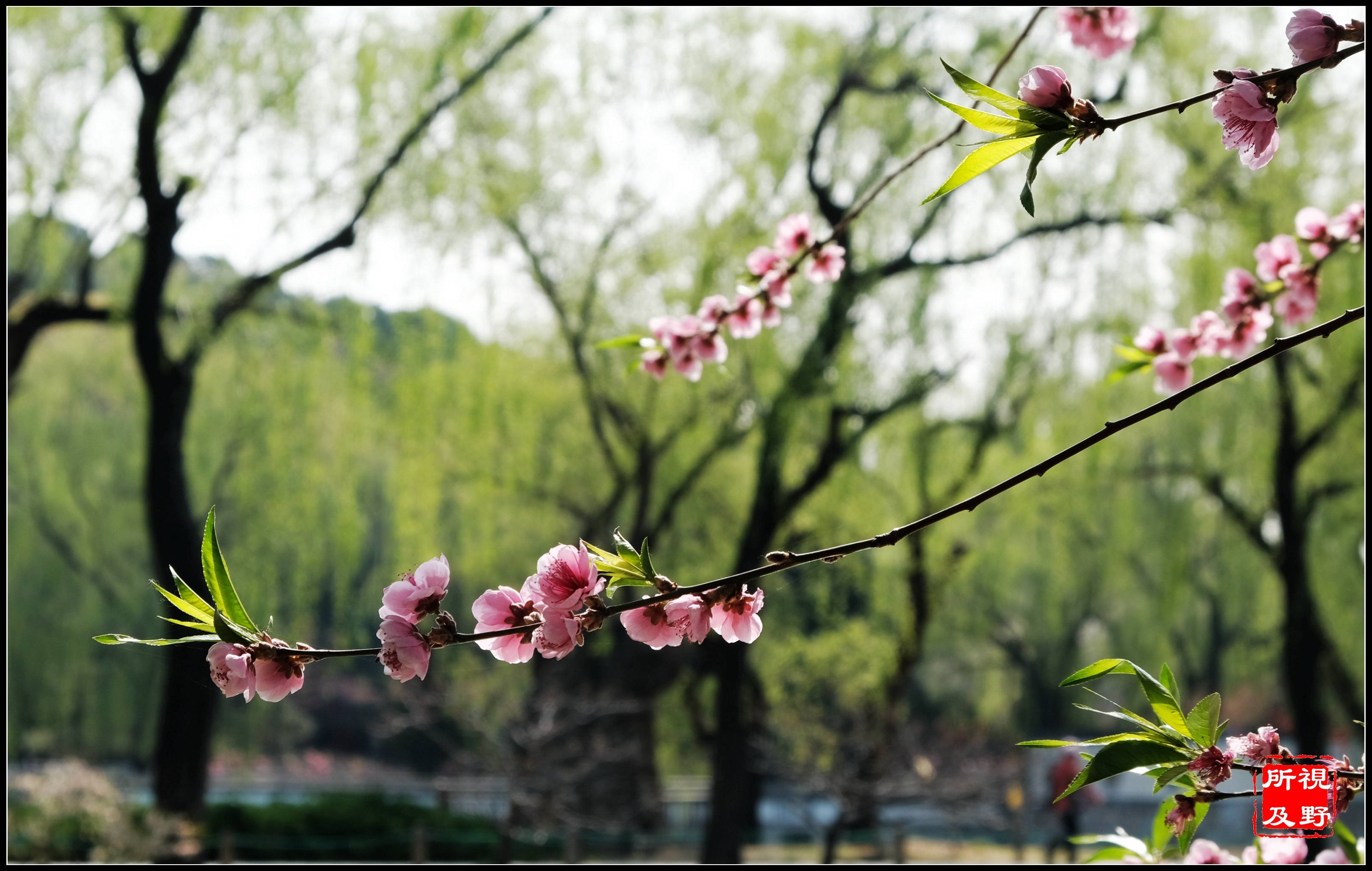 春风杨柳桃花图片图片