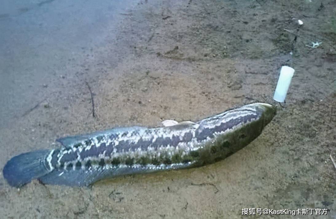 梦境之河，金色鲶鱼与未知黑鱼的寓意探索