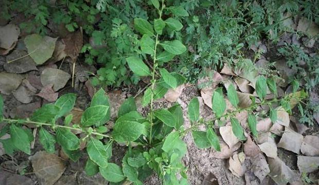 中草药图片及名称 5b40e725fb8f4f41a5f47fa9a891ecf3.jpeg