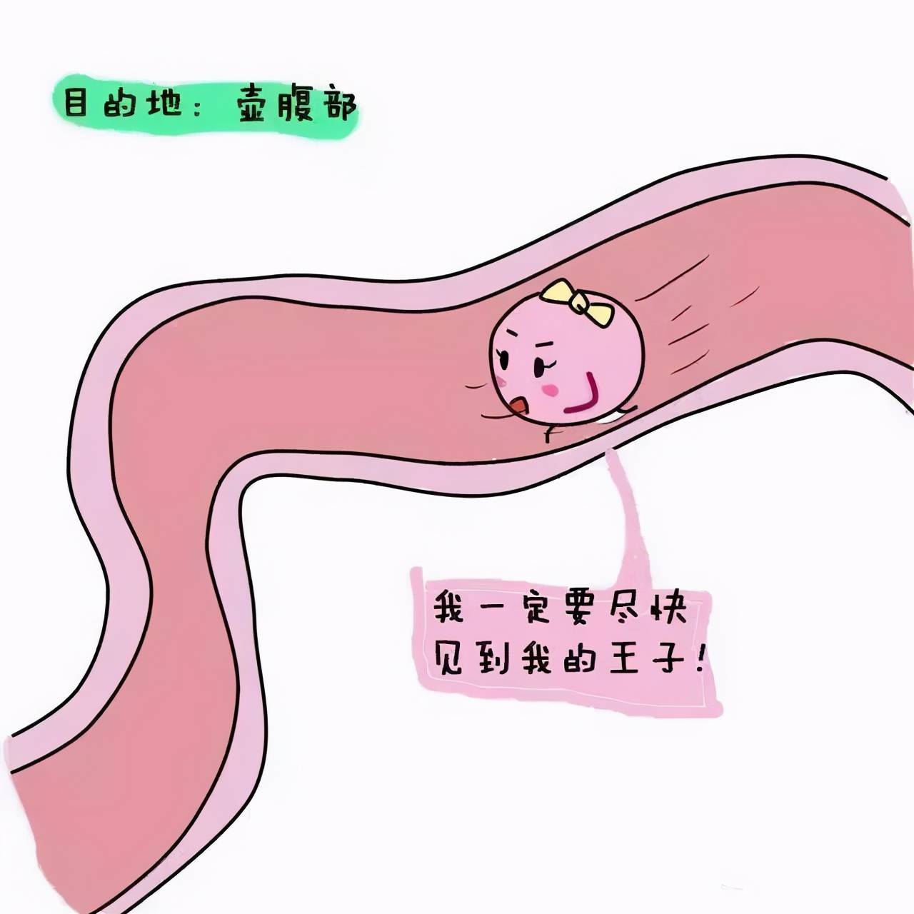 优势卵泡是什么意思有什么用 8c77107f804a43dfa860bd70c1e6dc7b.jpeg