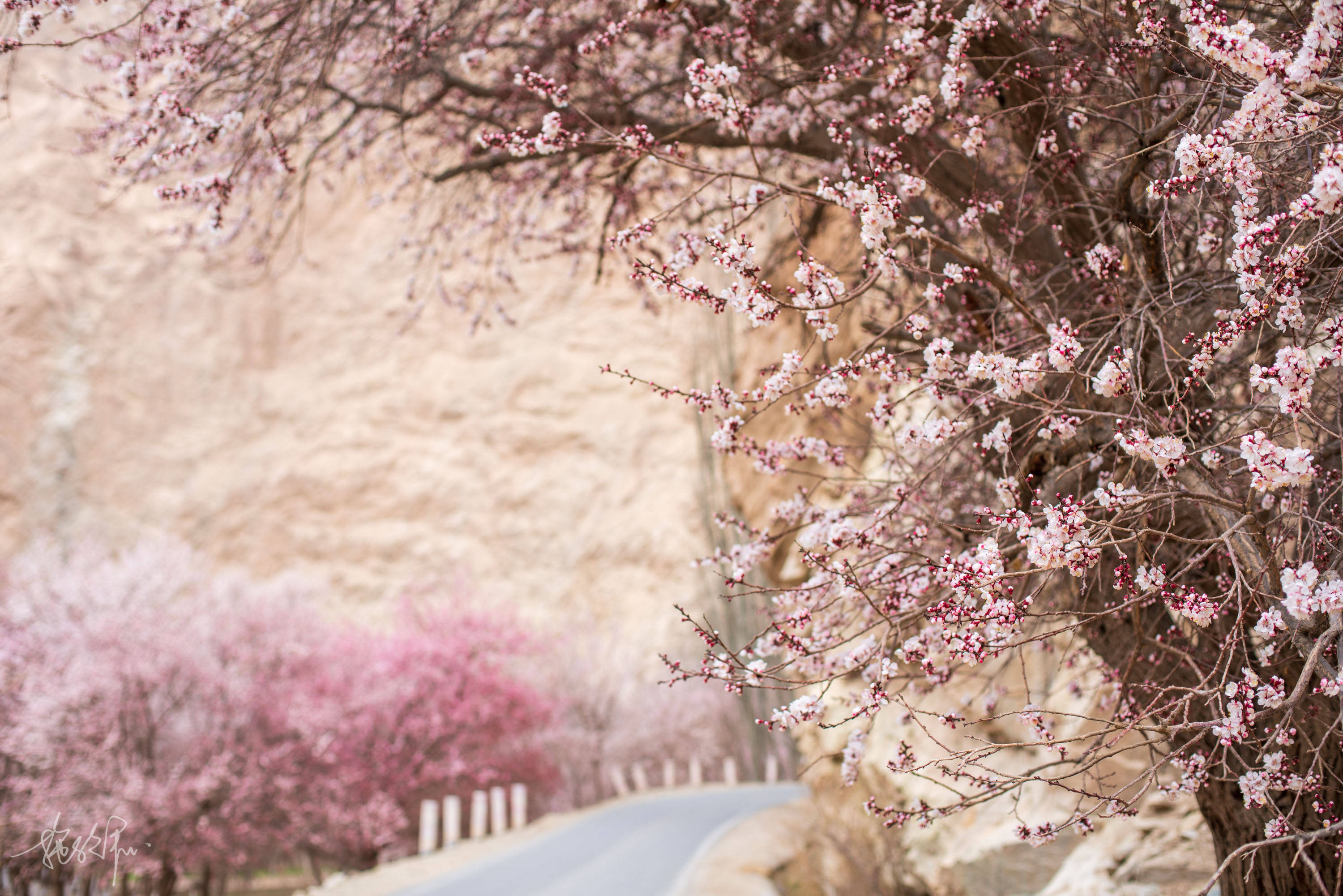 原创4月的帕米尔高原杏花绝对是新疆最美的地方