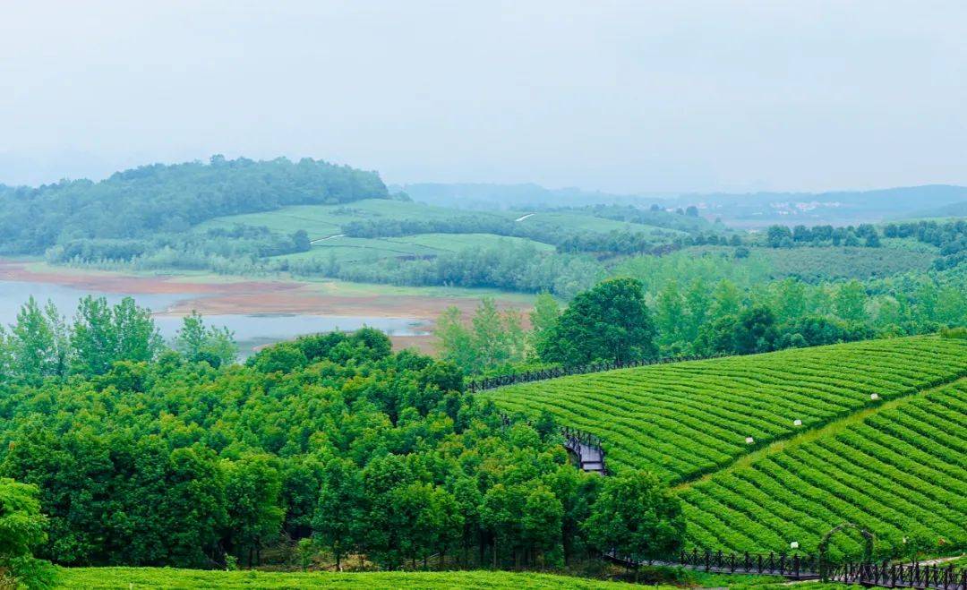 ▼  中华茶博园