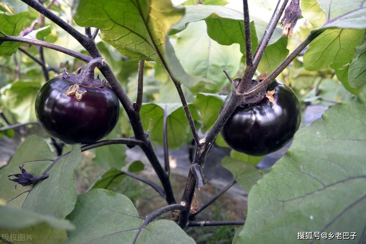 茄子生长的各个时期的肥分需求,一般来讲苗期需要氮肥较多,开花结果期