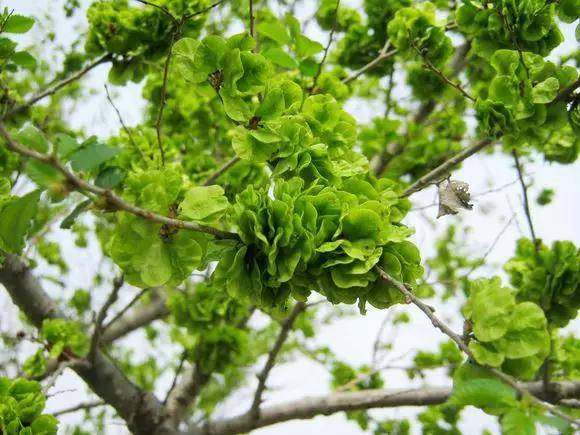 春天唯一不含"草酸"的野菜,钙是菠菜3倍,正当季,不懂吃可惜_榆钱