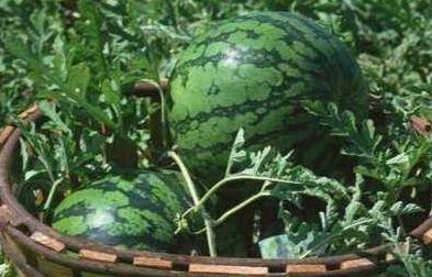 西瓜没吃完不用放冰箱，农村瓜农教你“土方法”，放一周还新鲜！
