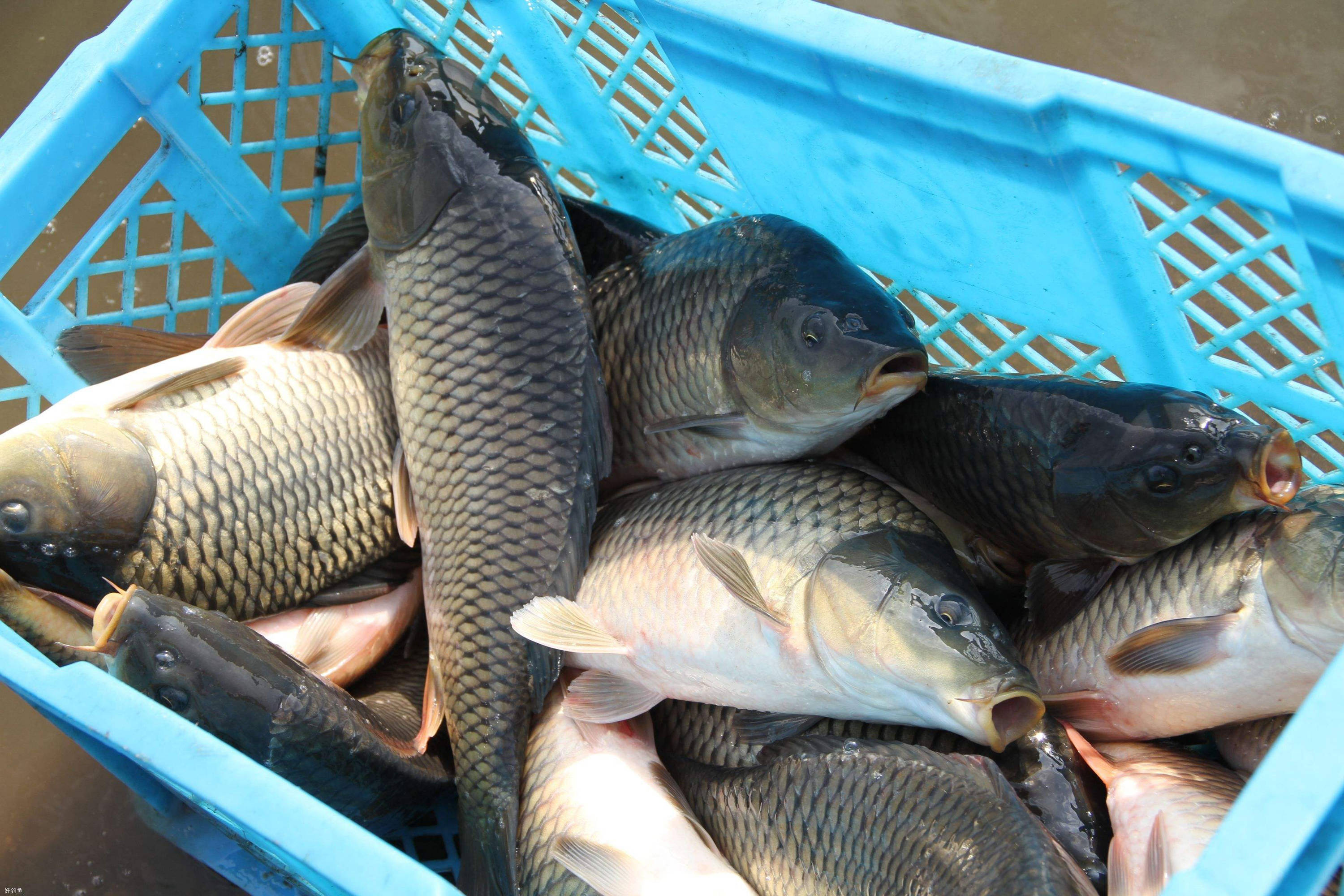 钓鲤鱼效果最好的打窝方法是什么立体窝的打窝方法