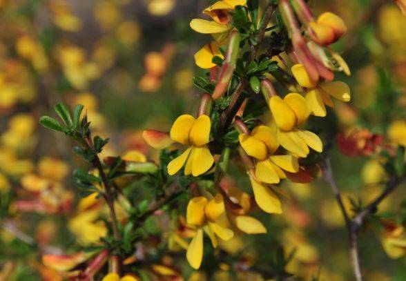 原创它是野外不起眼的小花,女性用来泡水,排出毒素,更能帮助减肥