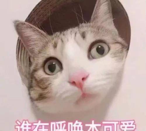 猫咪怎么才能让它安静 1eb0990448ba4c06a07124d4a3336db2.jpeg
