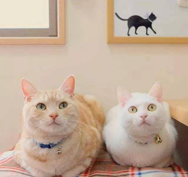猫咪揣手手图片表情包-千图网