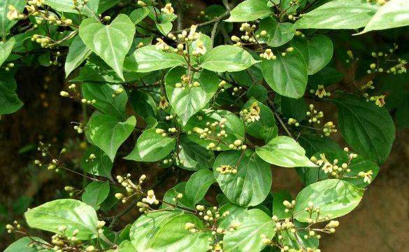 观音柴又叫凉粉树,属豆腐柴属豆腐柴植物,观音柴的营养价值含粗蛋白量