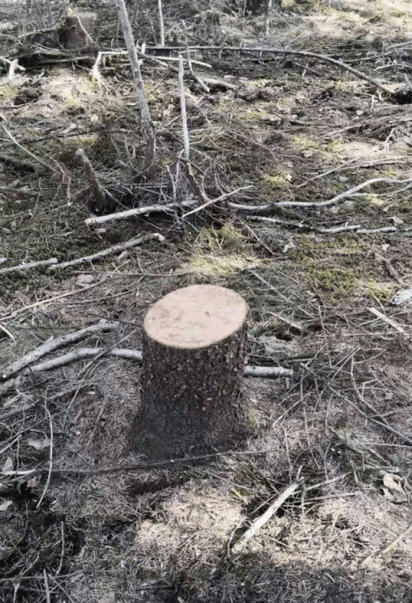 伊春上百公頃紅松林遭破壞?