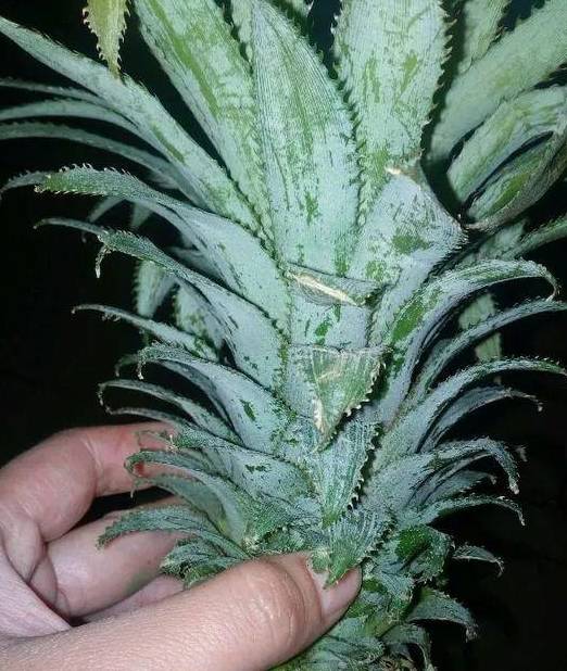 菠萝加什么东西 98c4209ffcf54ff3887b08b9e71984a1.jpeg