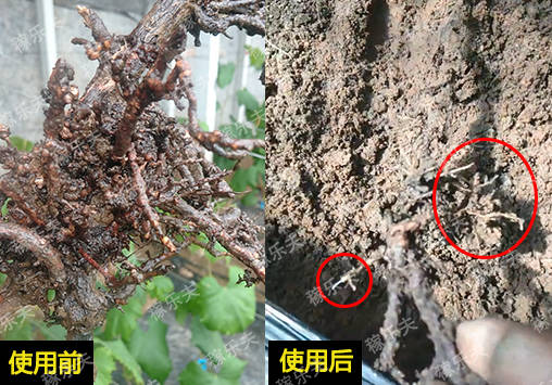 葡萄停止生长怎么办