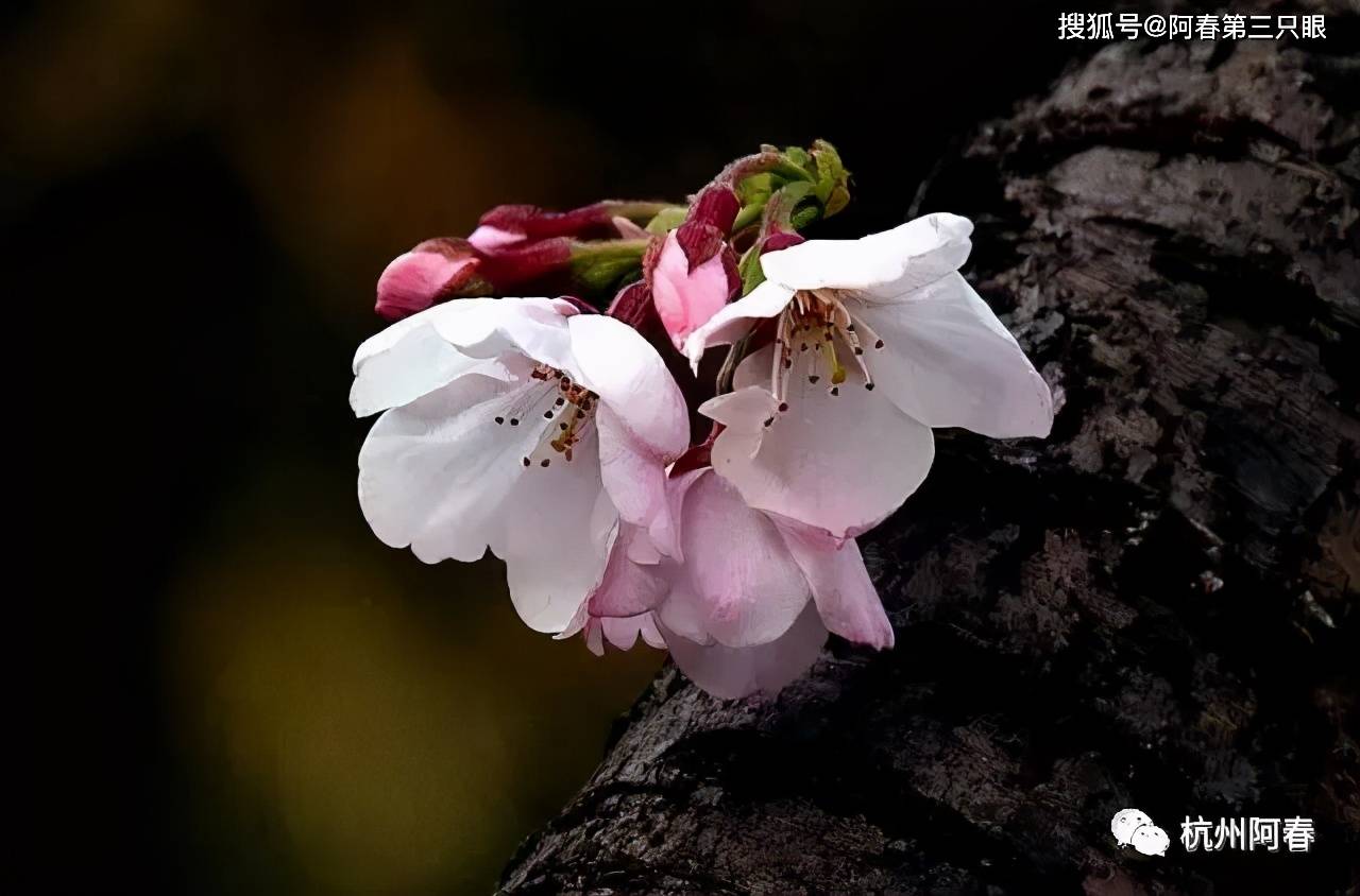 阿春游西湖系列21太子湾公园