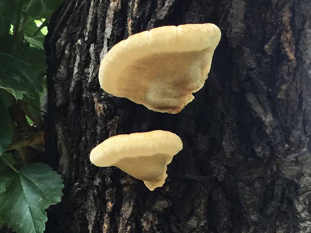 若你家桑树上有这种"金耳朵",请重视起来,价值珍贵,千元一斤_桑黄