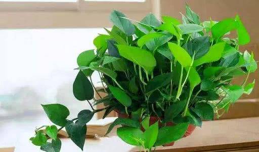 茶叶能放花盆里养花吗 3551e10c6ab34c359b90a60f19640fb8.jpeg