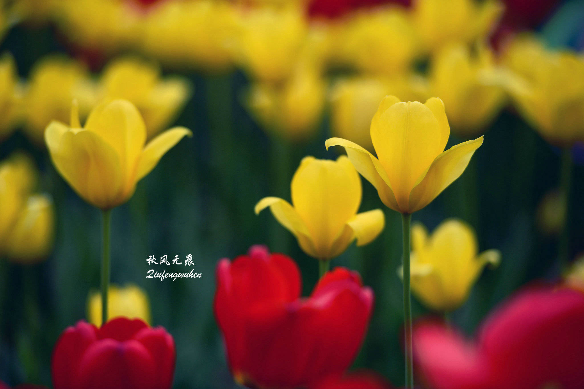 斑斓郁金香，富贵牡丹花，咸阳古渡边的四月繁花胜景