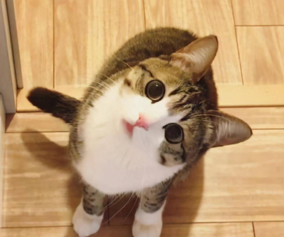 猫咪怎么叫喵喵喵喵 a6c6935782914fe5b8dd6462389dc60a.jpeg