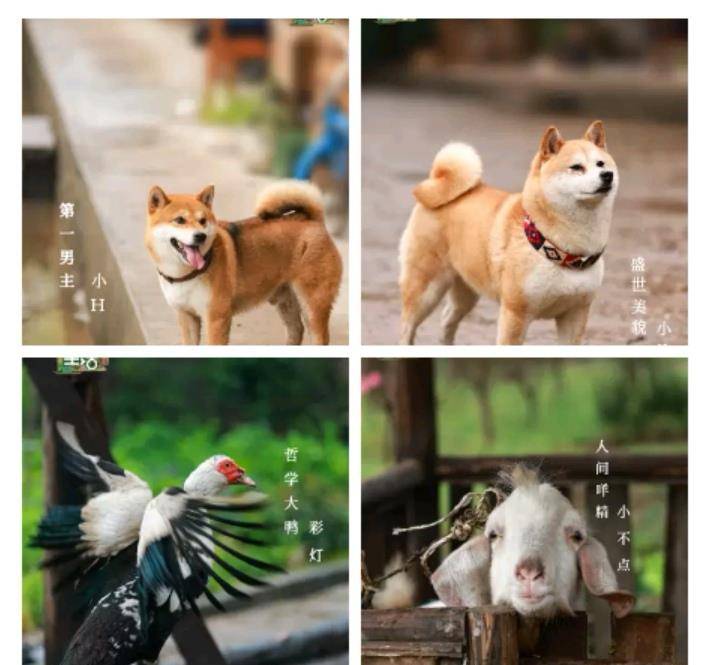 融合是什么梗 abacb27121c148288b6a1351d7d69320.jpeg