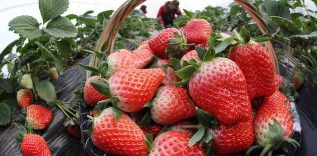 买草莓时 这3种再便宜也不能买 不新鲜没味道 白花冤枉钱 叶子