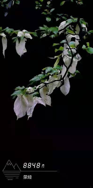 2021年4月10日,位于四川省荥经县的银厂沟里,和风细雨,云雾缭绕,鸽子