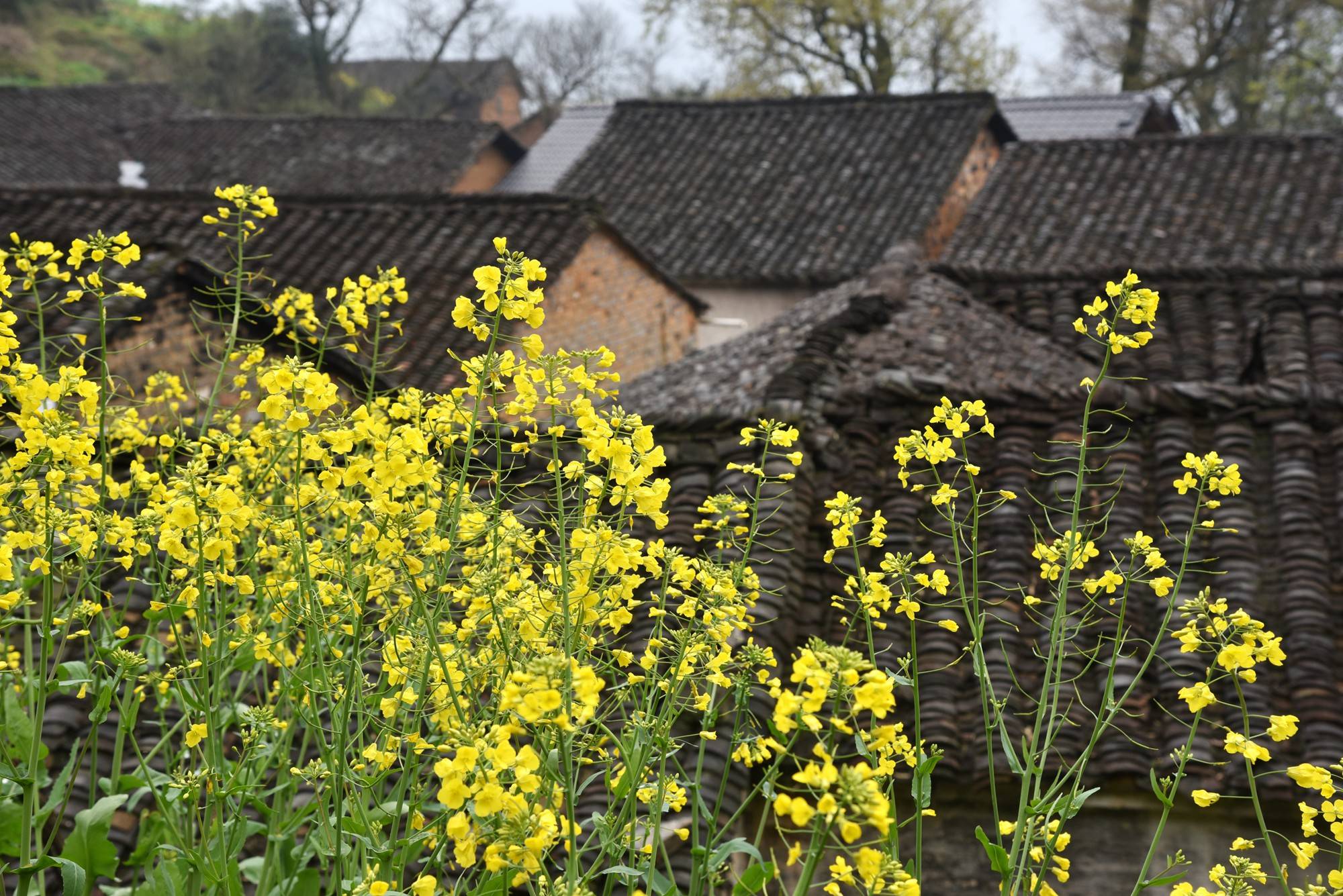 安徽黄山有座“延迟”村，古朴原生态，背后还有故事