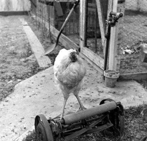 原创鸡没有头能活吗无头鸡麦克巡演18个月赚8万美元却死于意外