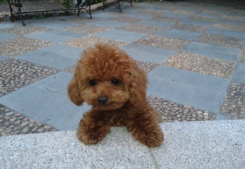 怎么看小狗是不是泰迪 c2206e39293842efb5f50e588a737fa7.jpeg