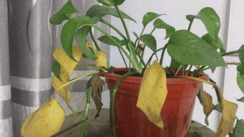 怎么养花养不死 cdeb3deb8b644ef9af11b7c19b46eb07.jpeg