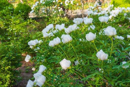 济南泉城公园的牡丹花开了，富贵满园引来众多赏花者