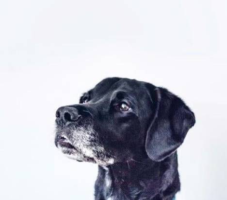 狗狗毛发黄怎么去除 557f52edde104444a91dc98b9ee62bc2.jpeg