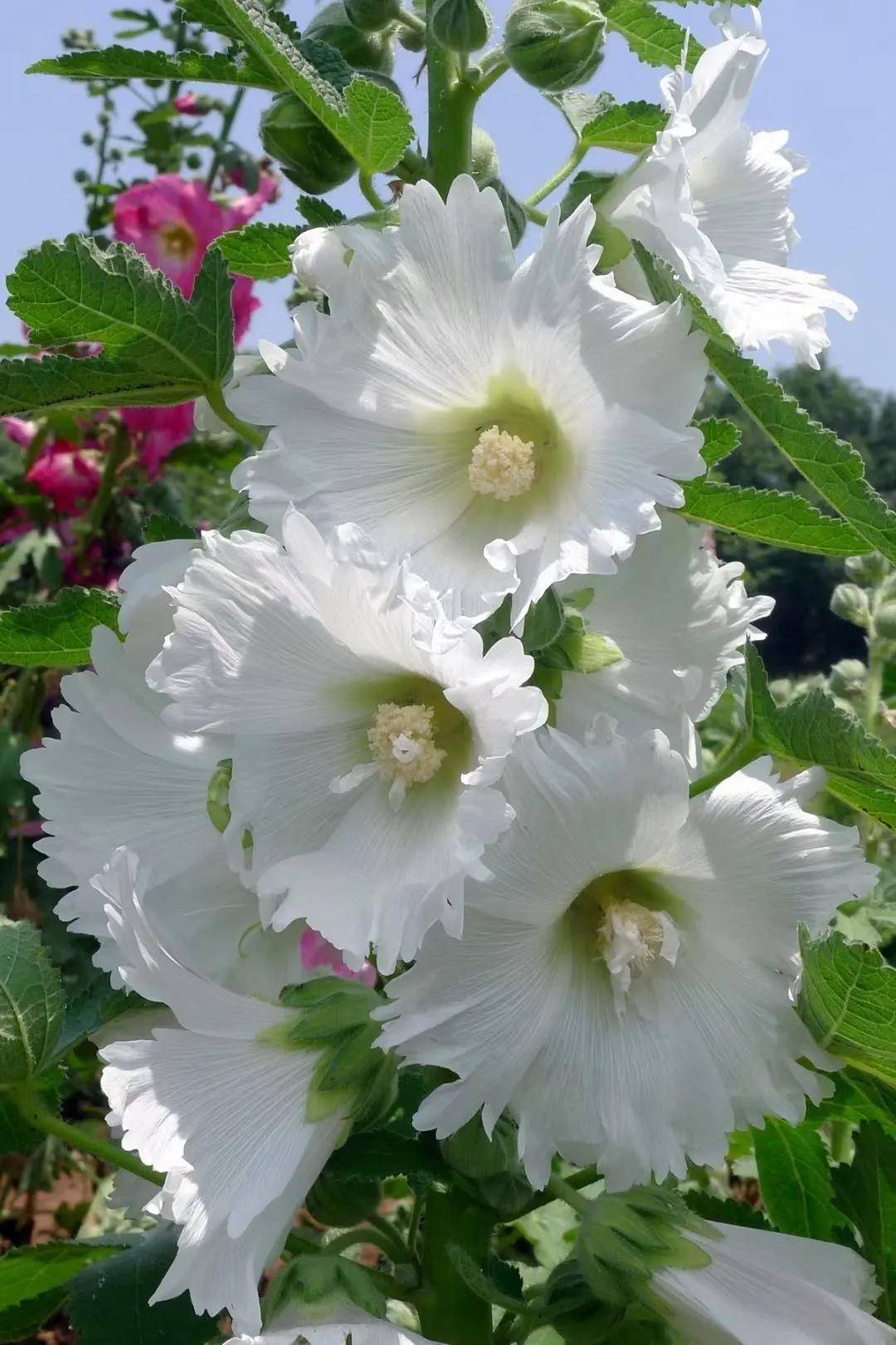 静待蜀葵花开，鲜花山谷将迎来最美的蜀葵花季