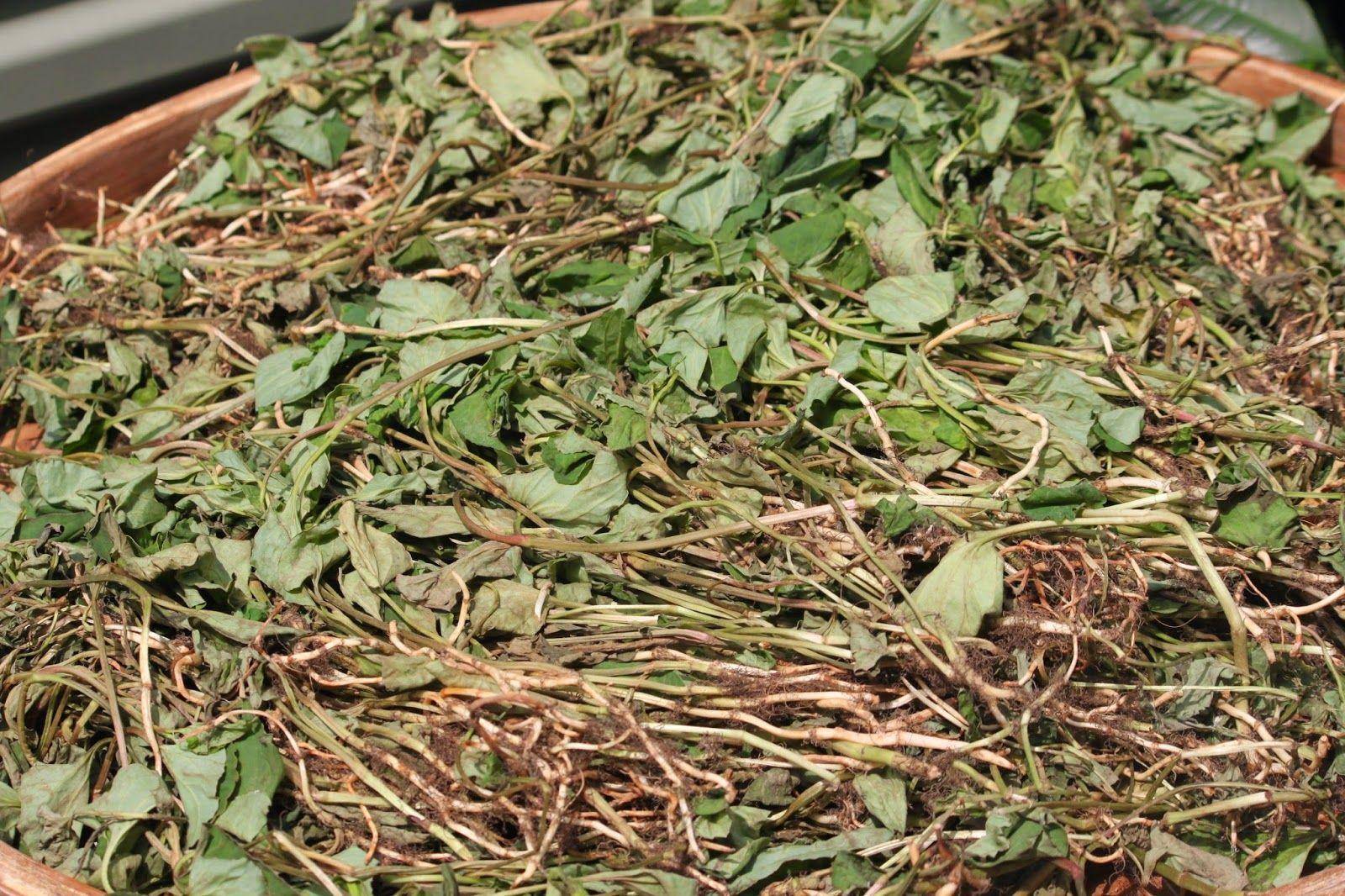 鱼腥草中含有伤肾的"马兜铃酸",会增加患癌危险?