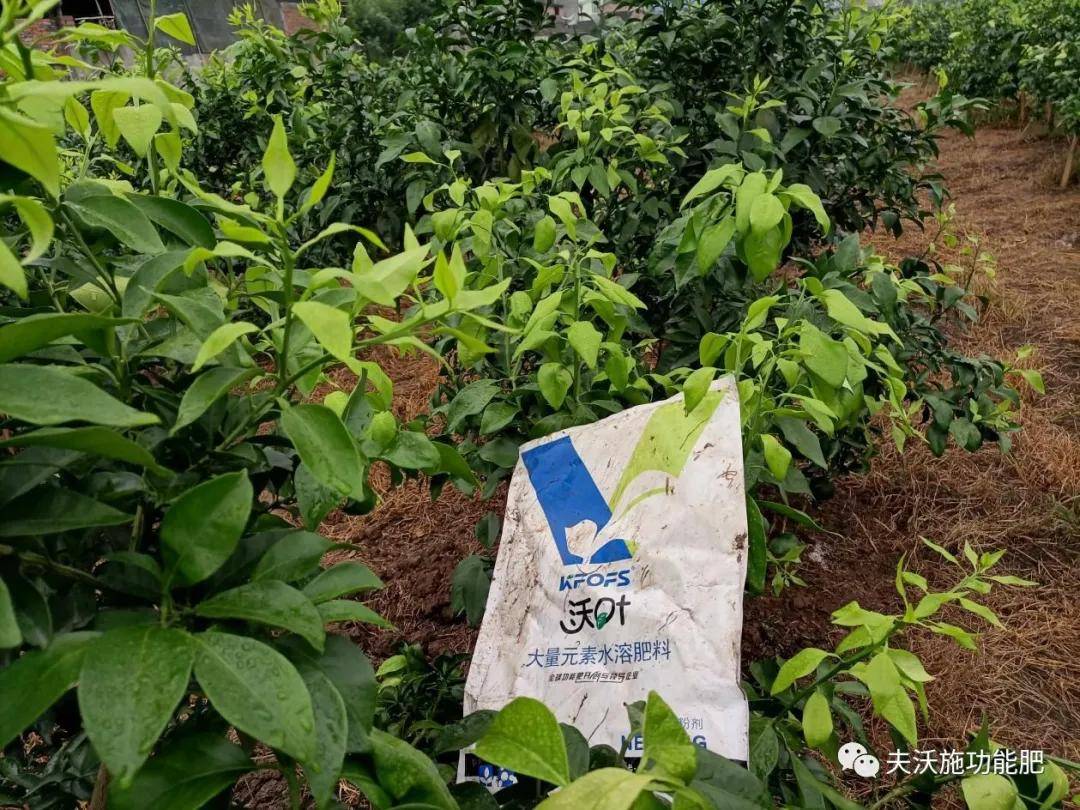 春季果树用什么肥料好?果农看了不吃亏
