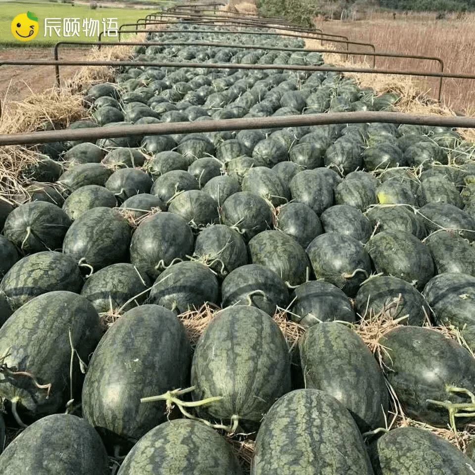 辰颐物语越南黑美人西瓜:一口要下去甜蜜蜜,自然红自然熟