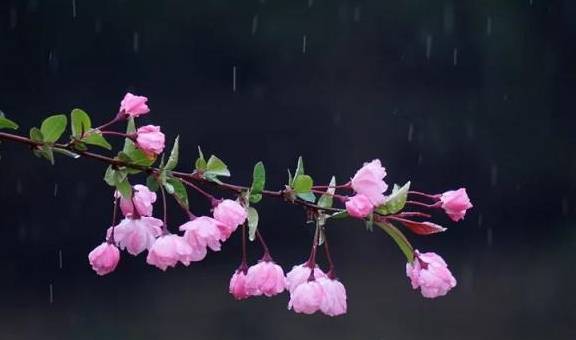一场雨疏风骤，南京钟山海棠依旧，莫要错过赏花好时机呀！